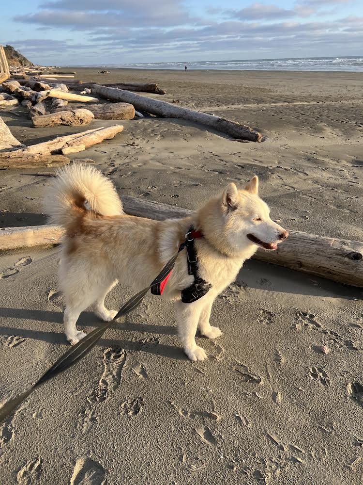 dog-image