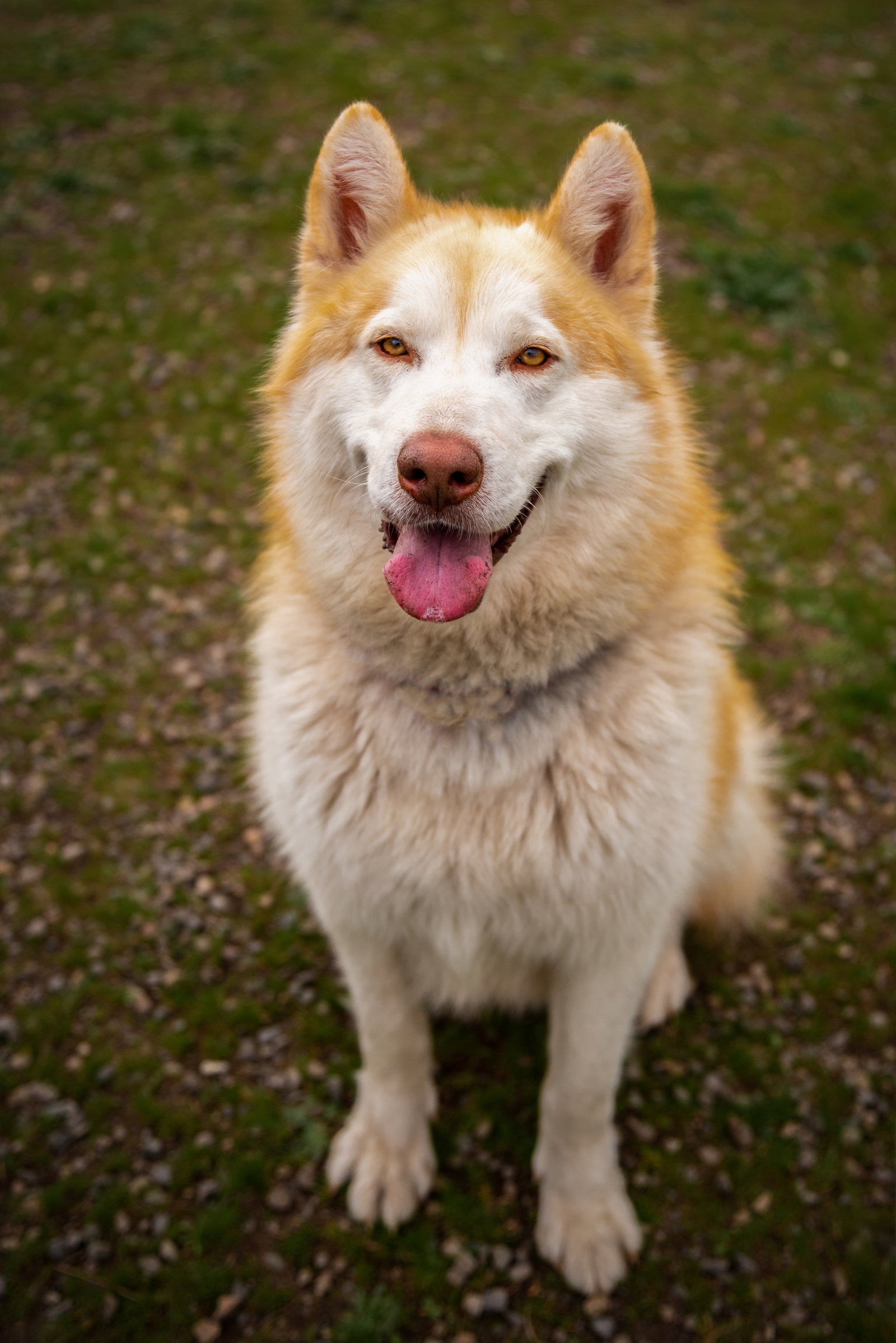 dog-image