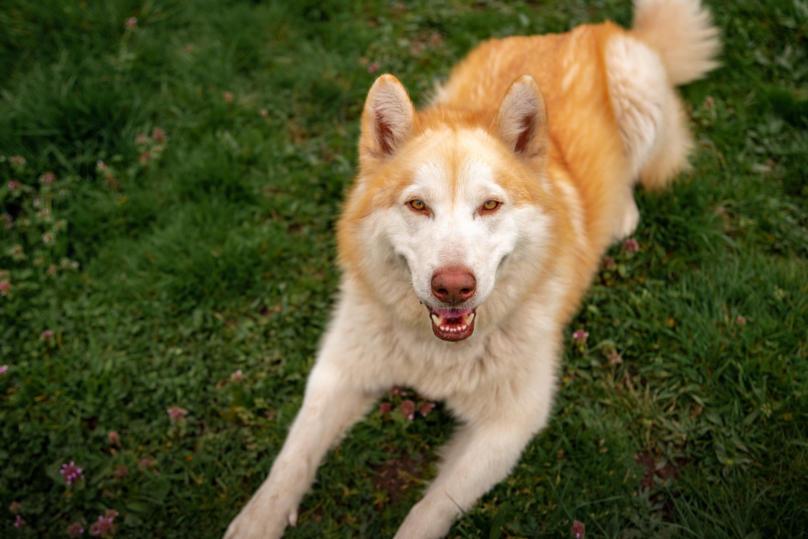 dog-image