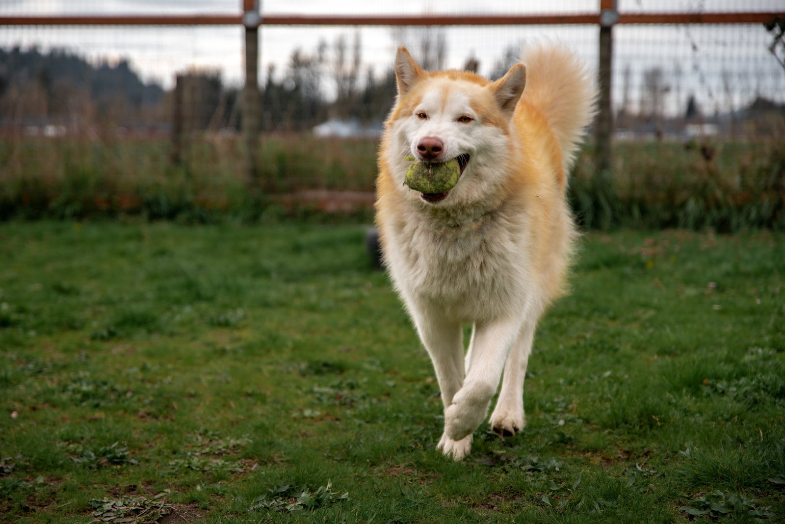 dog-image