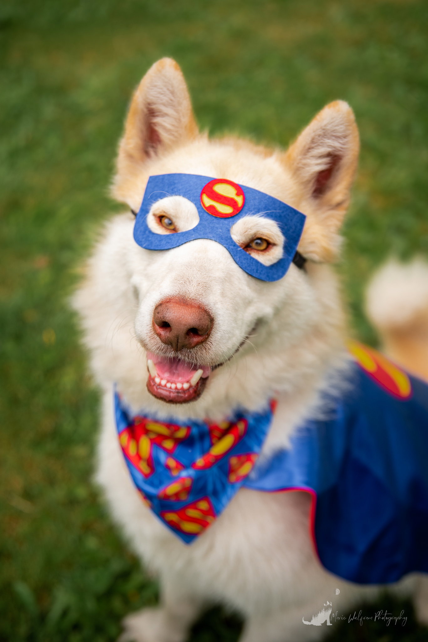 dog-image