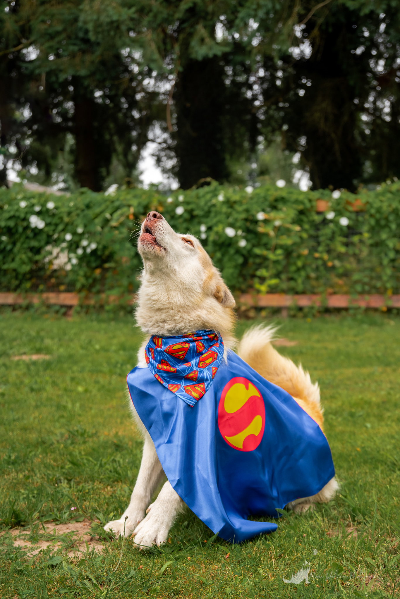 dog-image