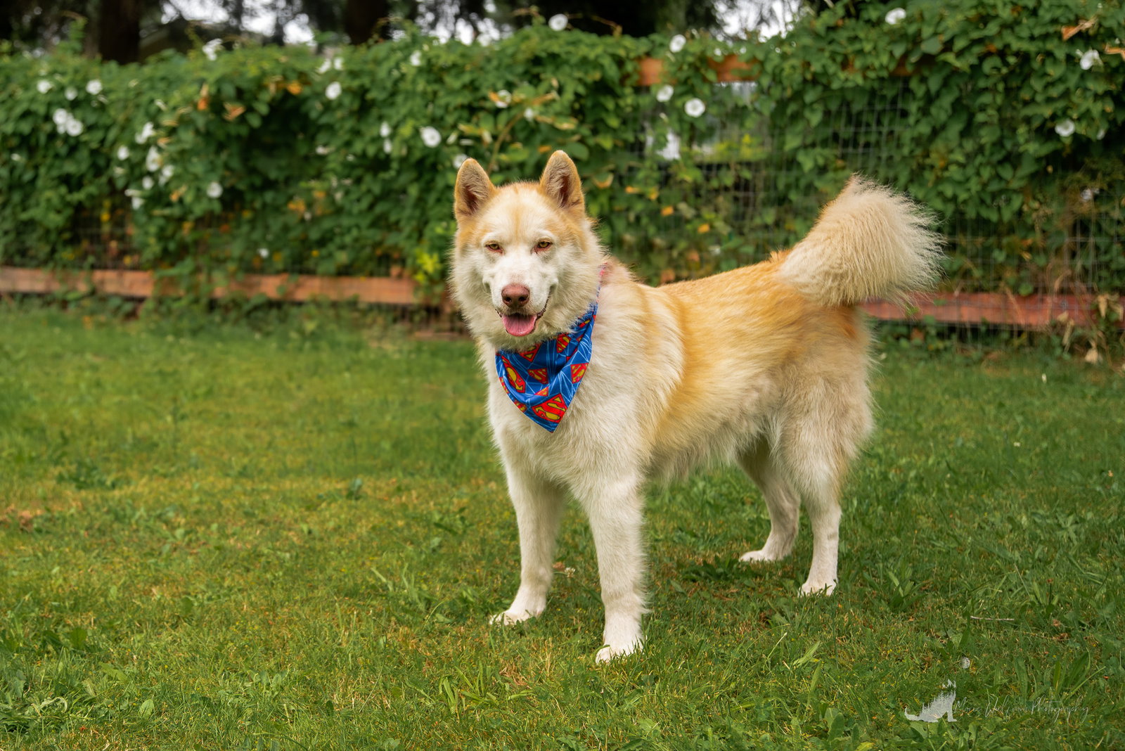 dog-image