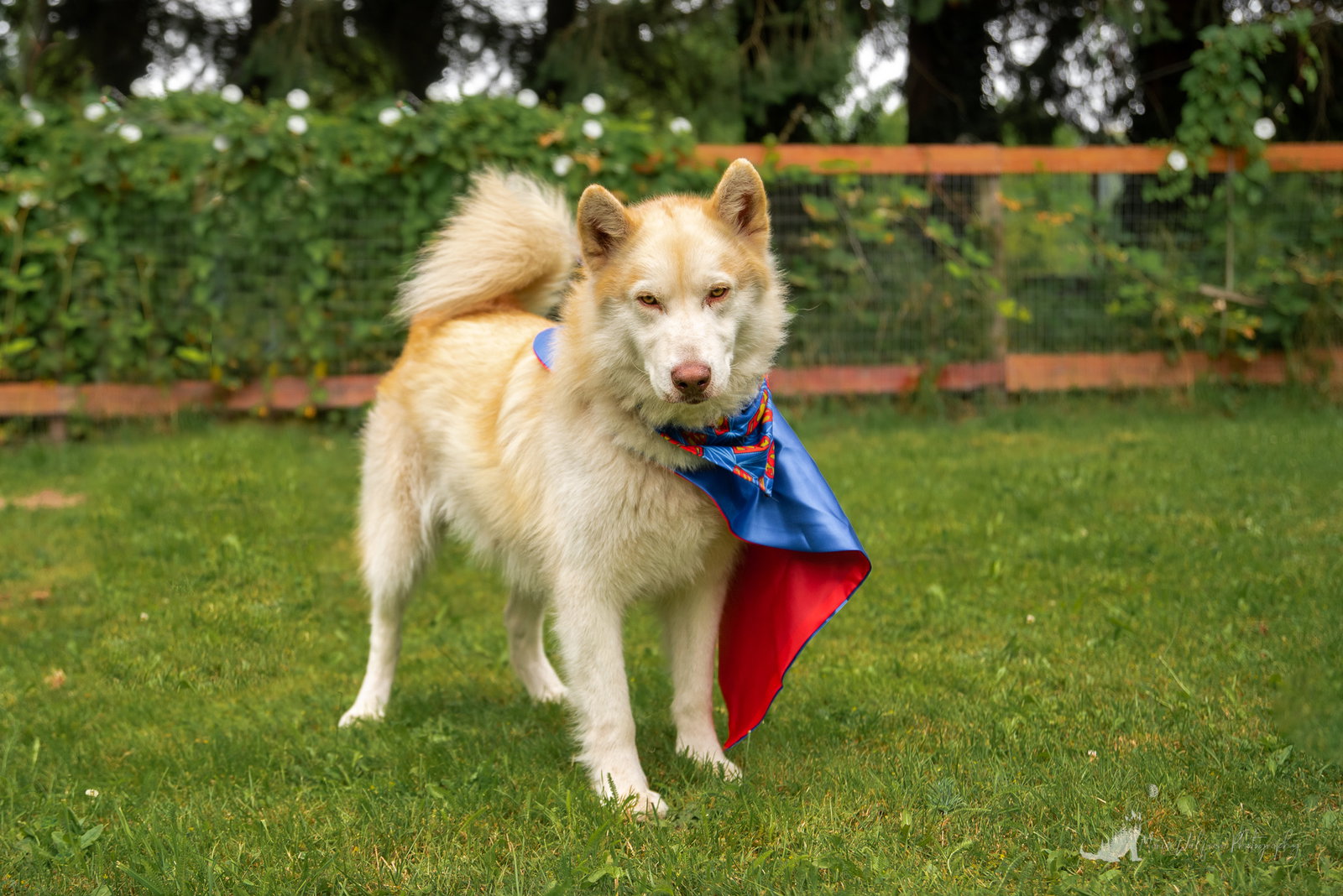 dog-image