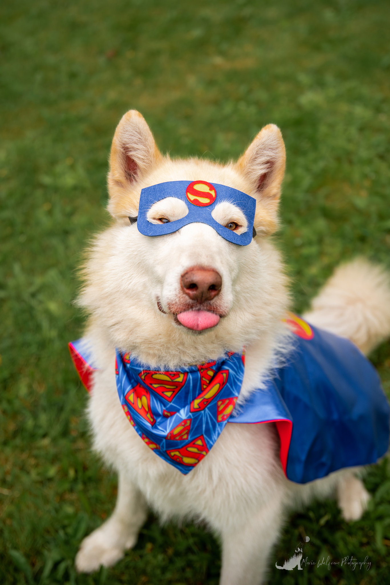 dog-image