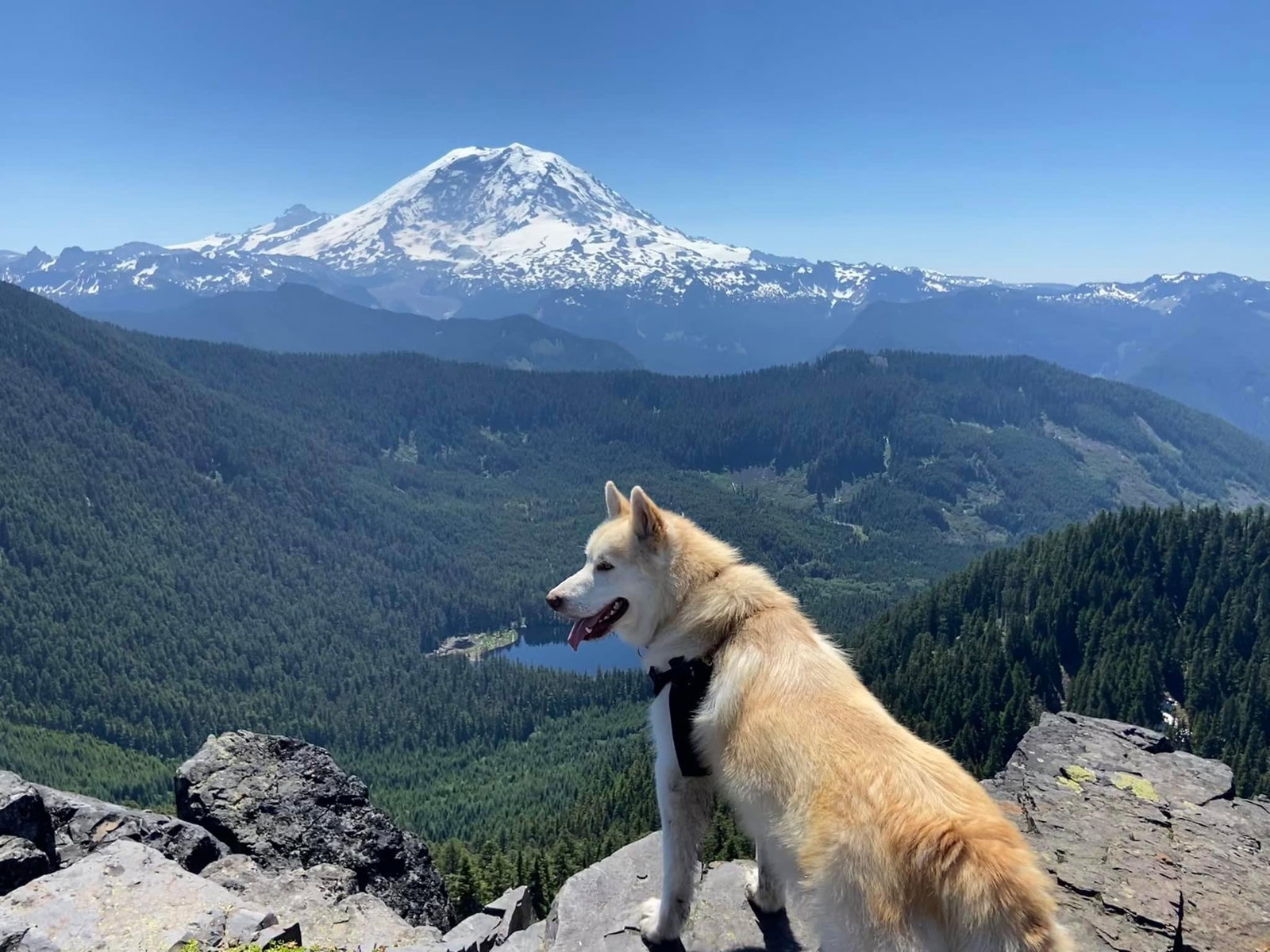 dog-image