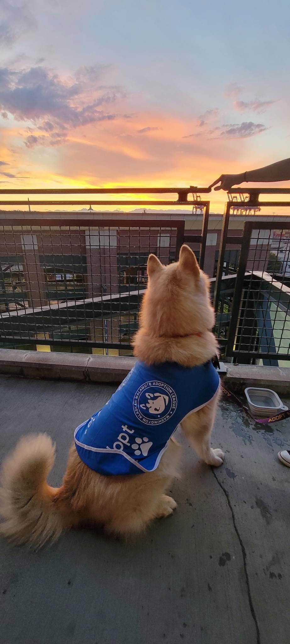 dog-image