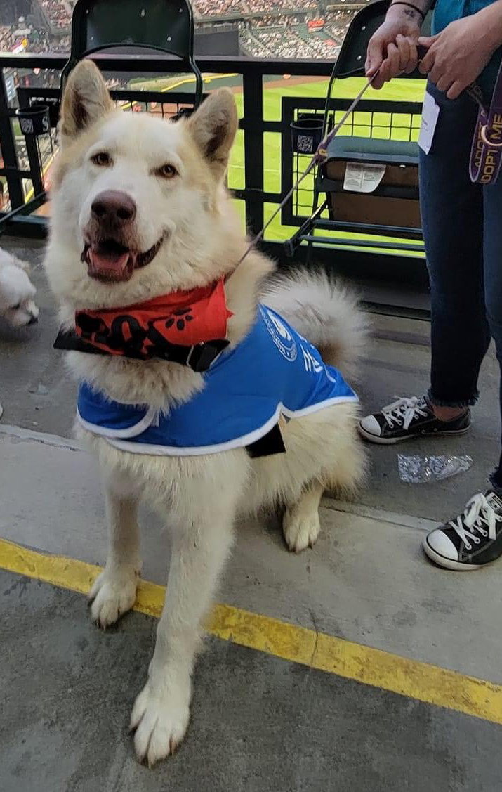 dog-image
