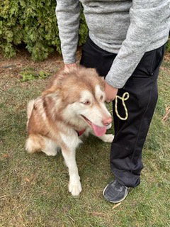 dog-image