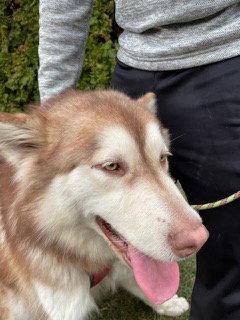 dog-image