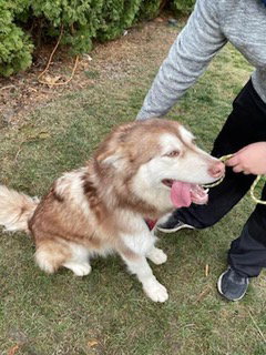 dog-image