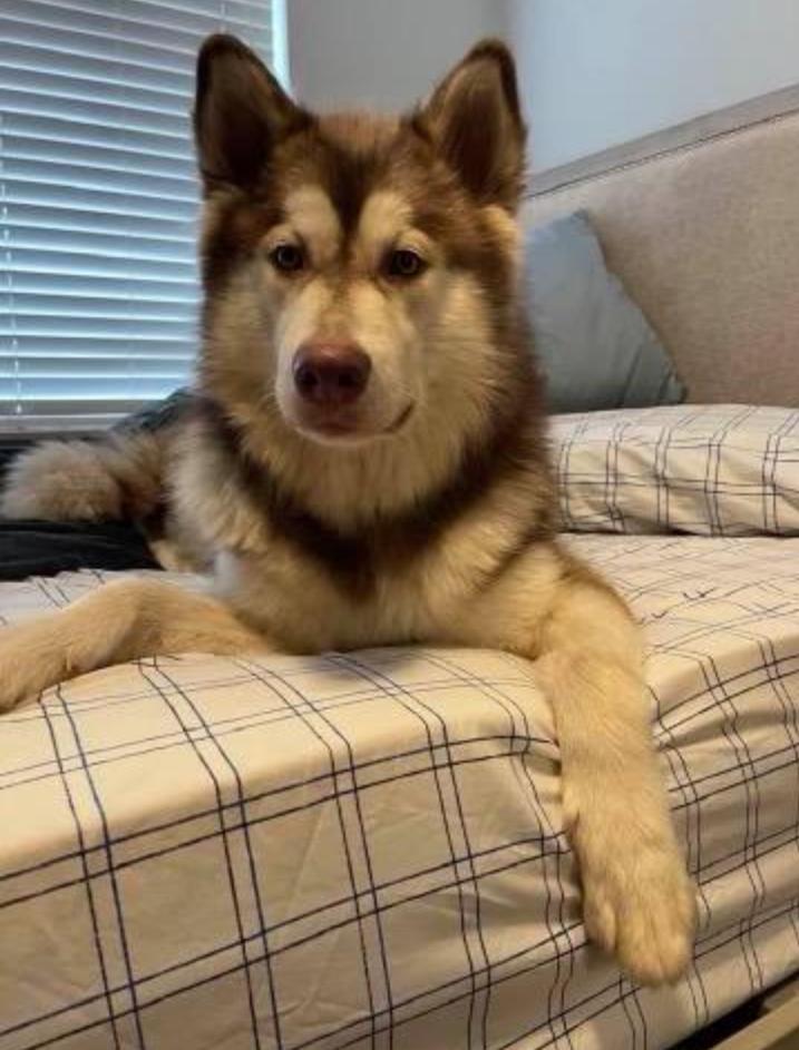 dog-image