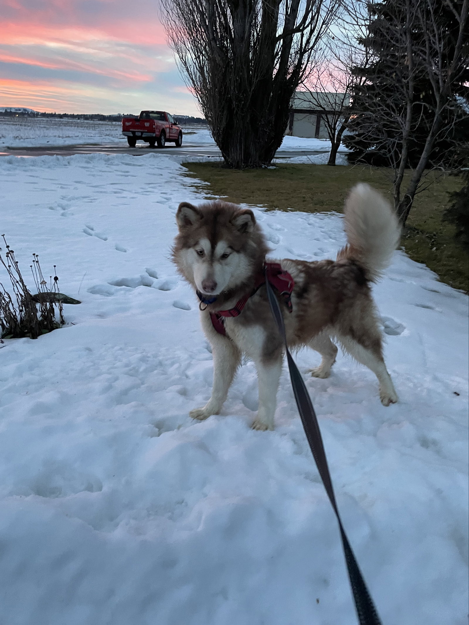 dog-image