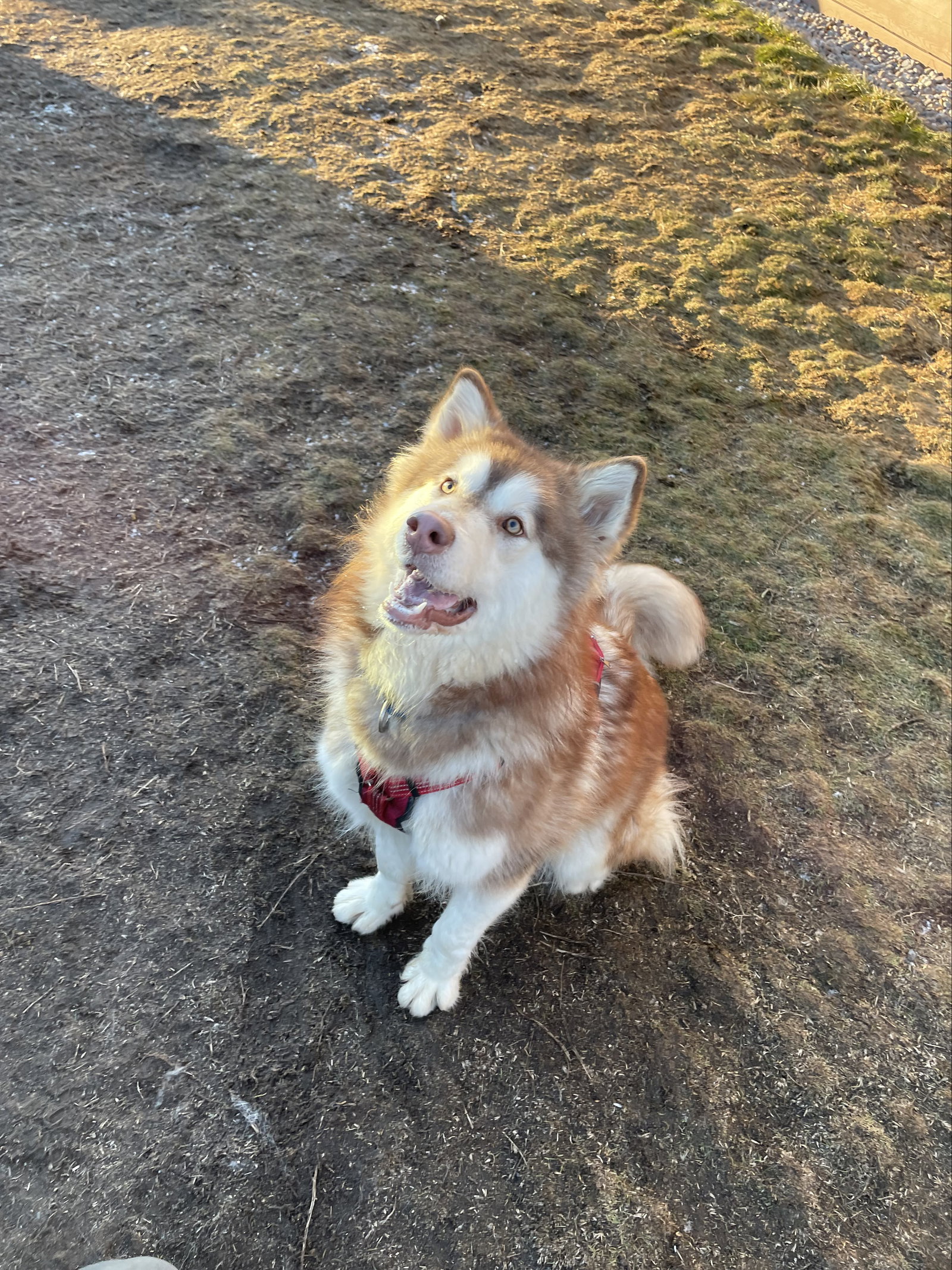 dog-image