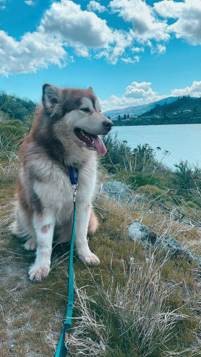 dog-image