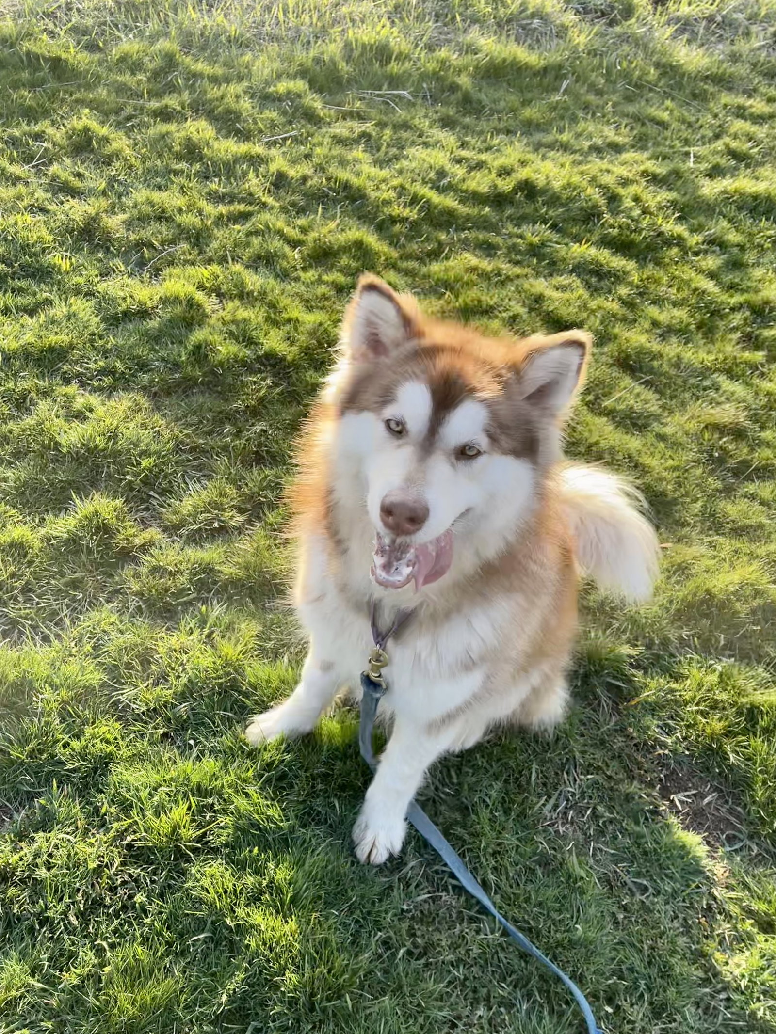 dog-image
