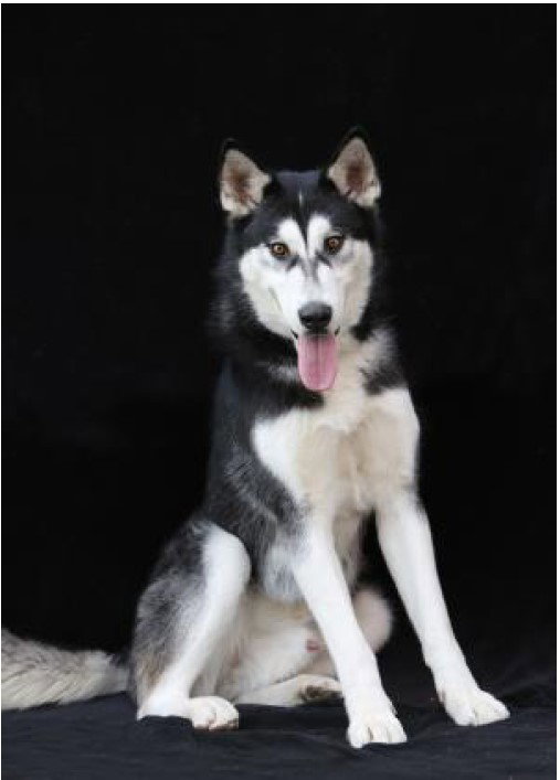 dog-image