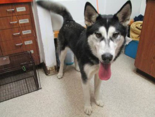 dog-image