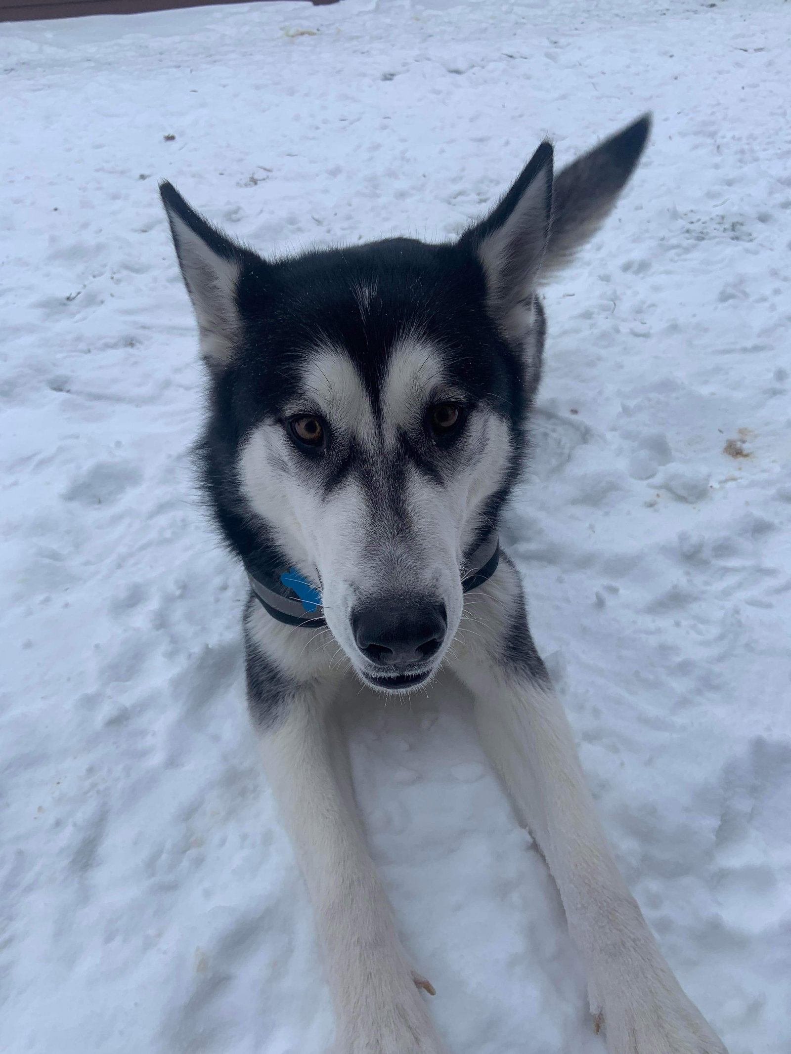 dog-image