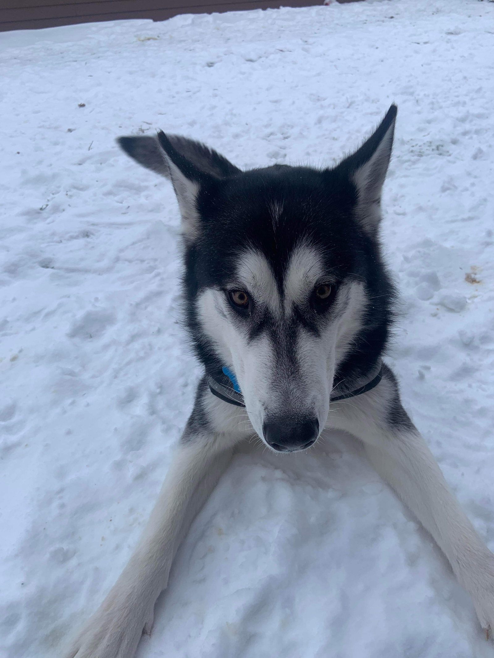 dog-image