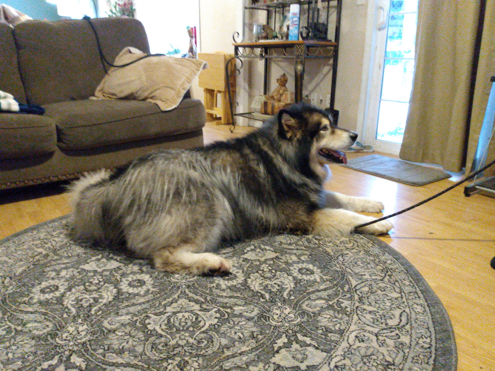 dog-image