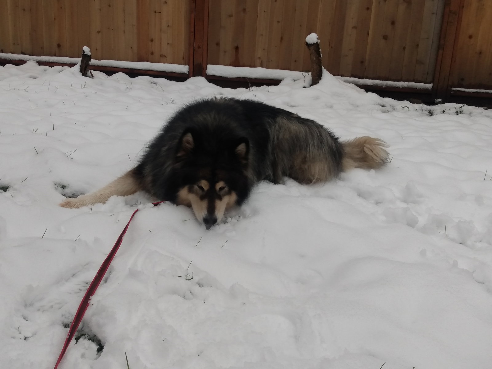 dog-image