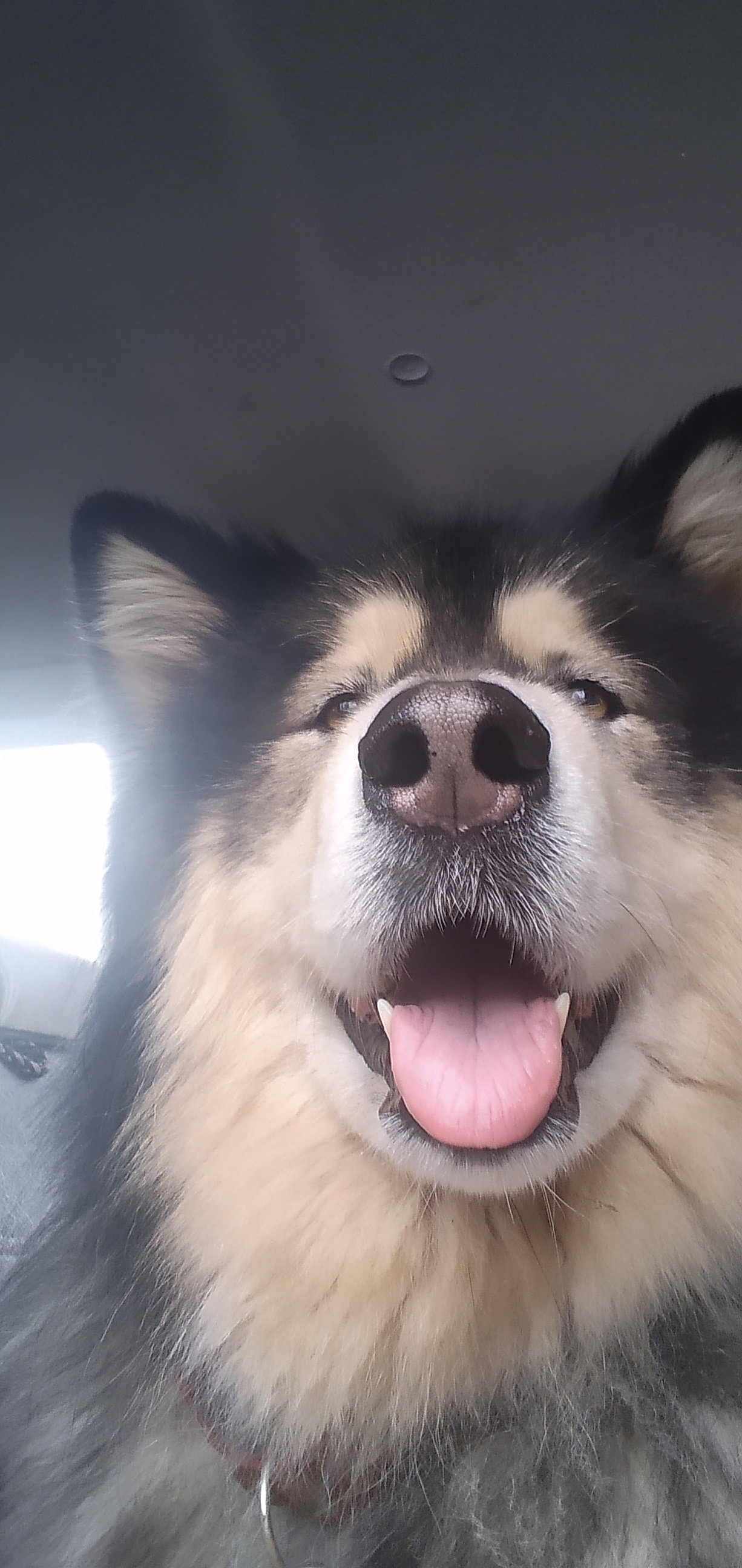 dog-image