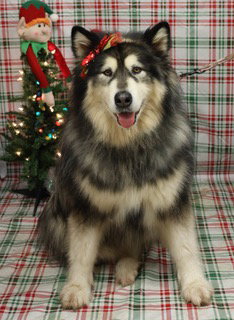 dog-image