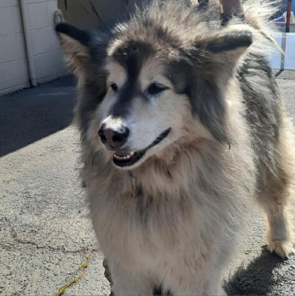 dog-image