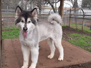 dog-image