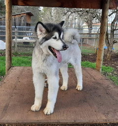 dog-image