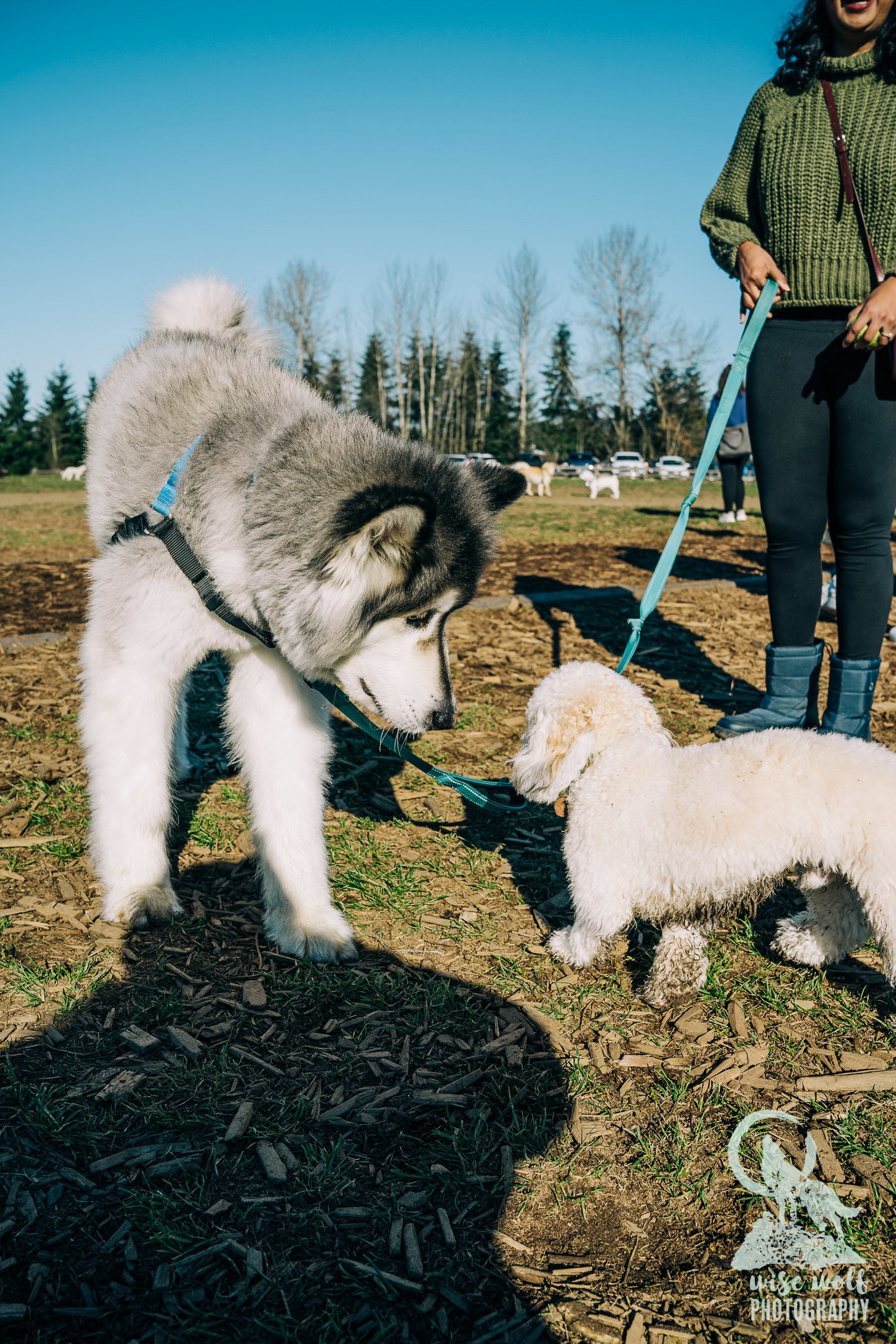 dog-image