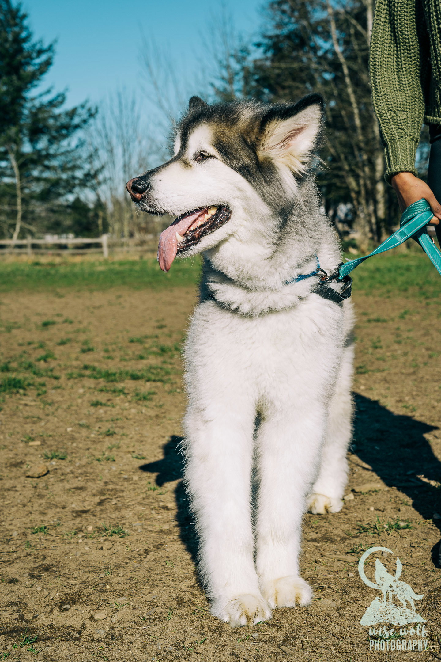 dog-image