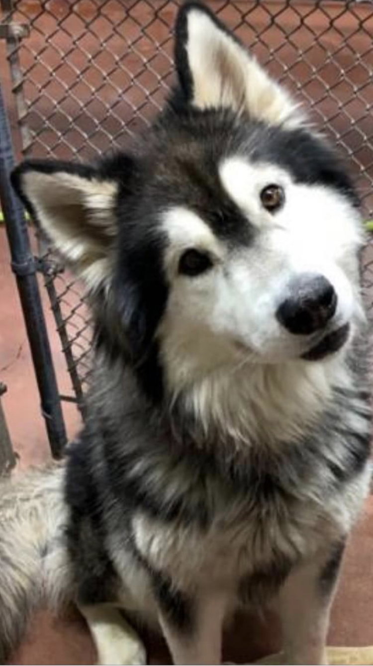 dog-image