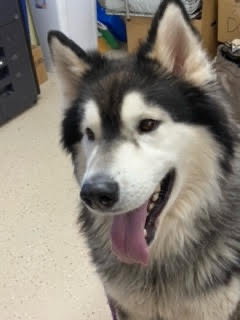 dog-image
