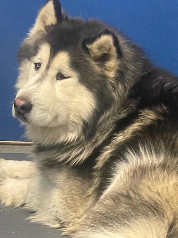 dog-image