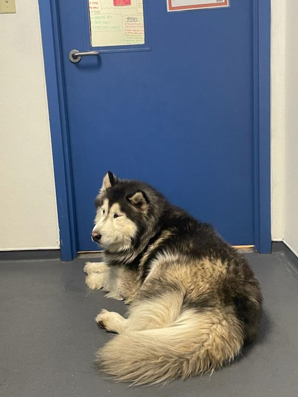 dog-image