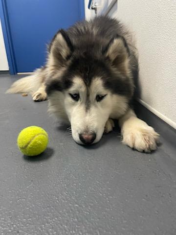 dog-image