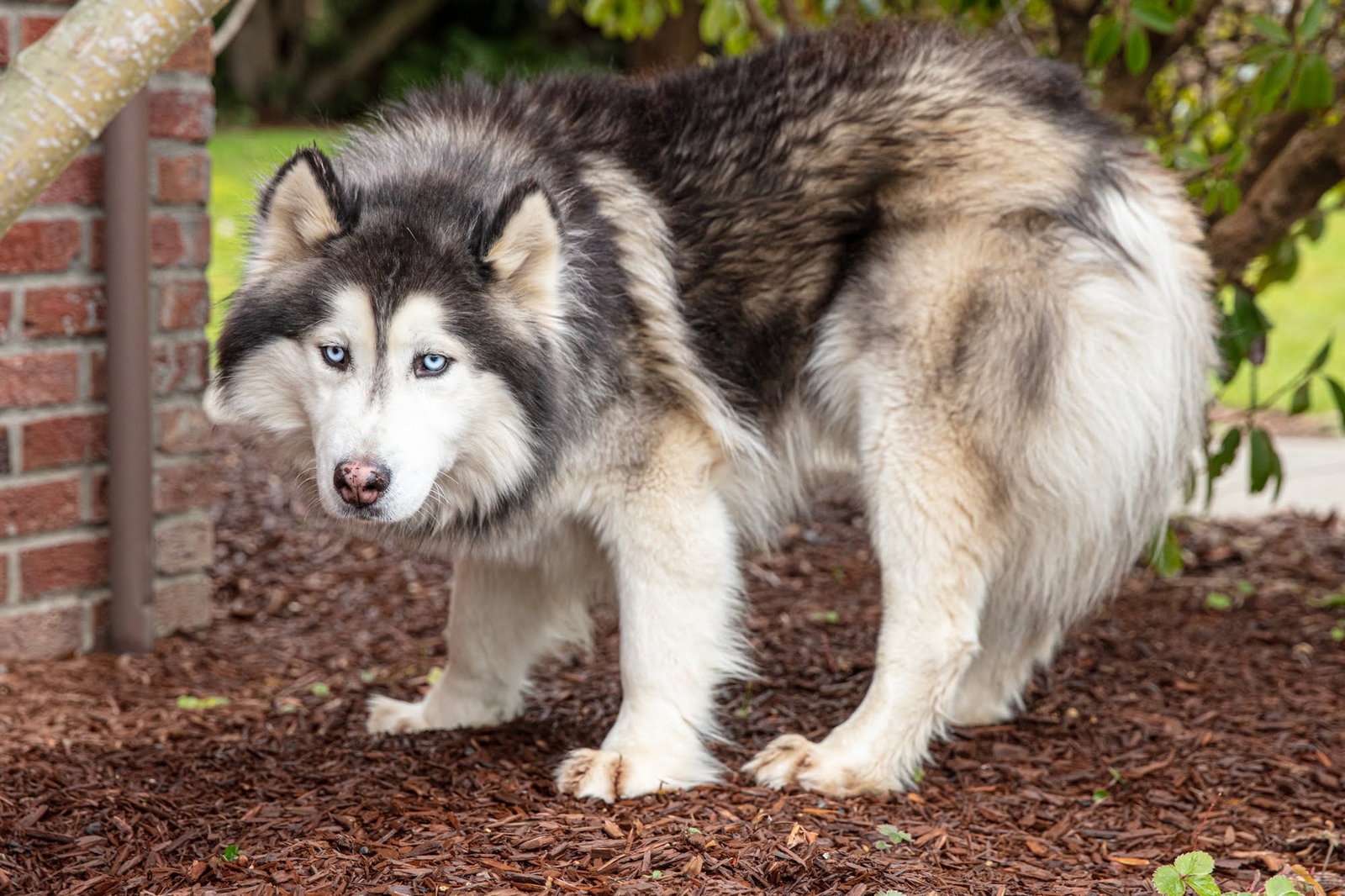 dog-image