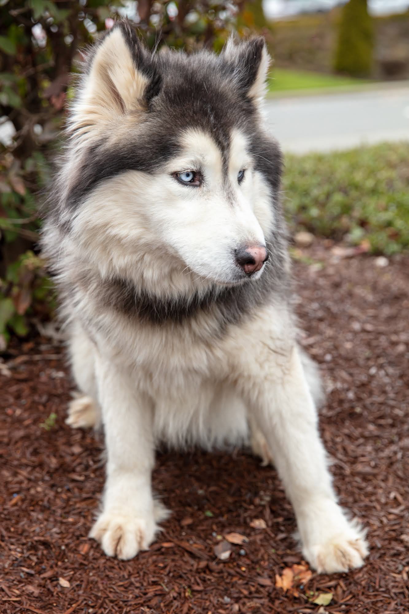 dog-image