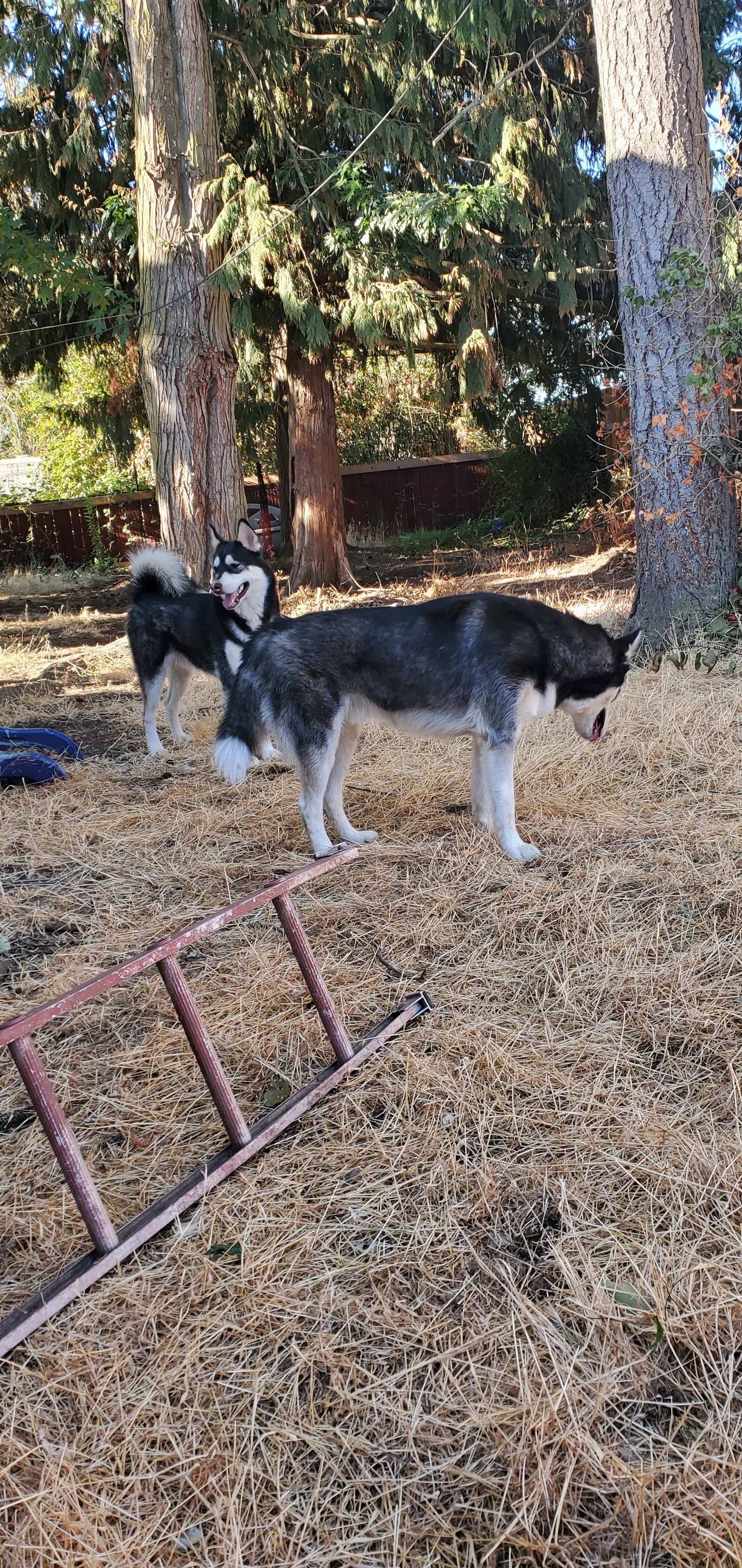 dog-image