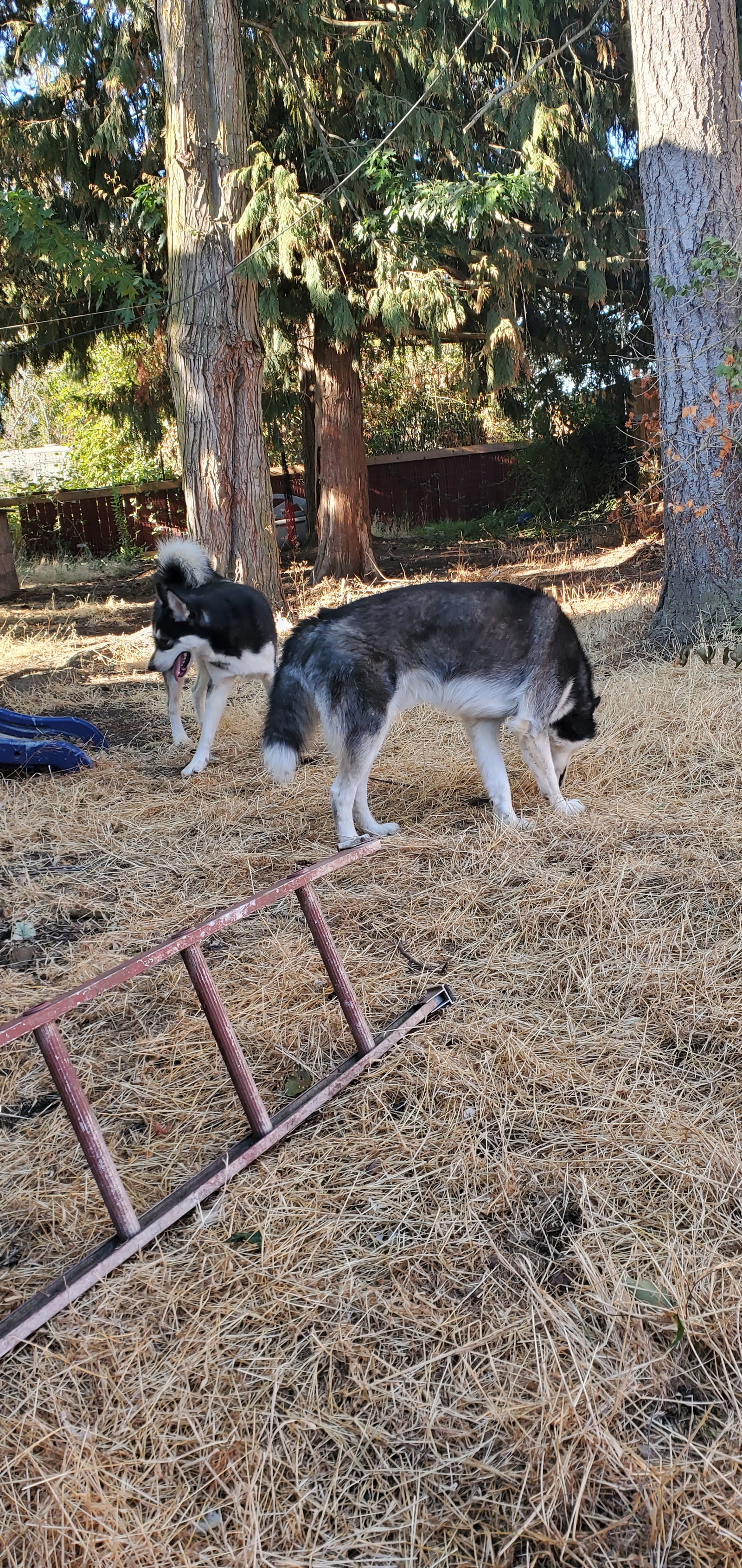 dog-image