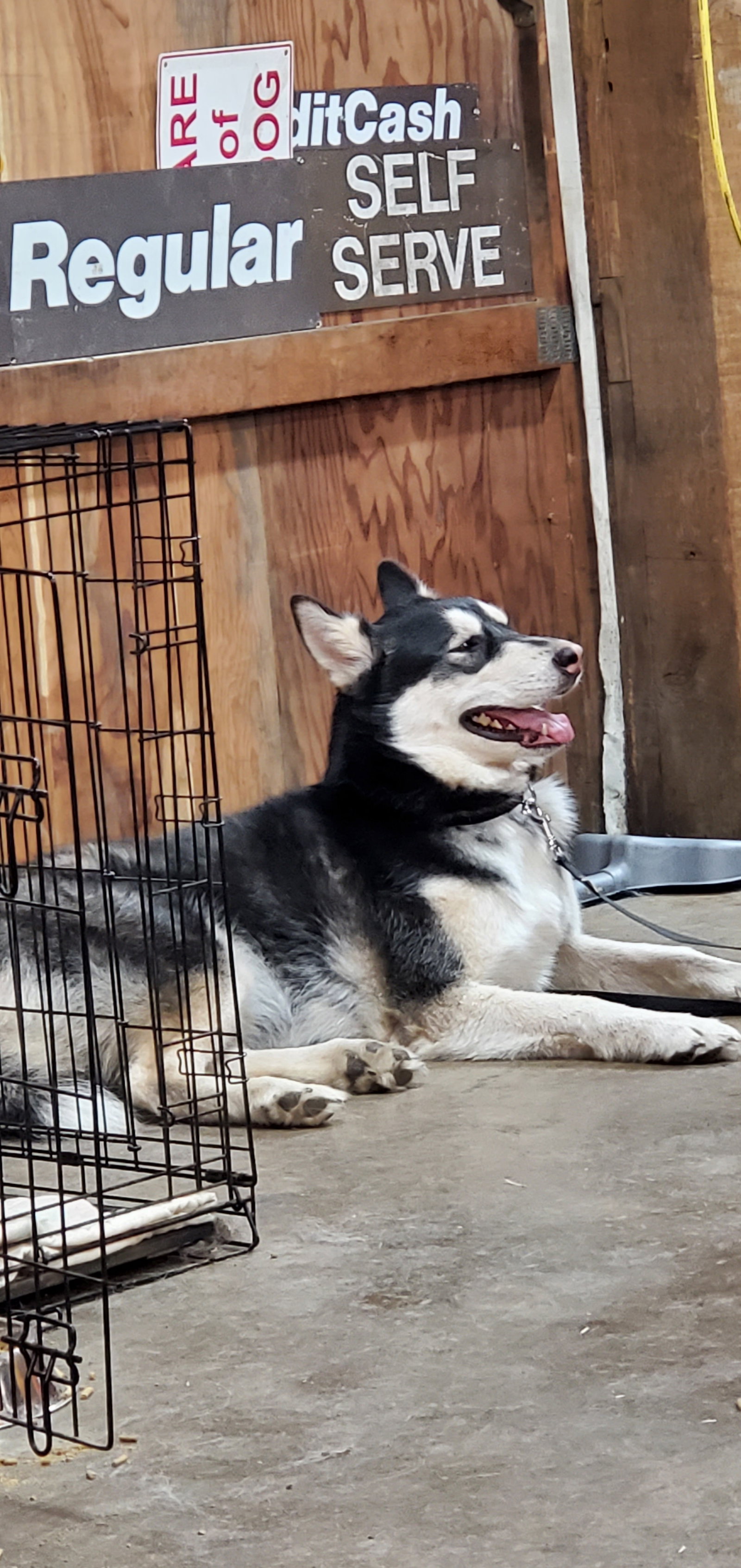 dog-image