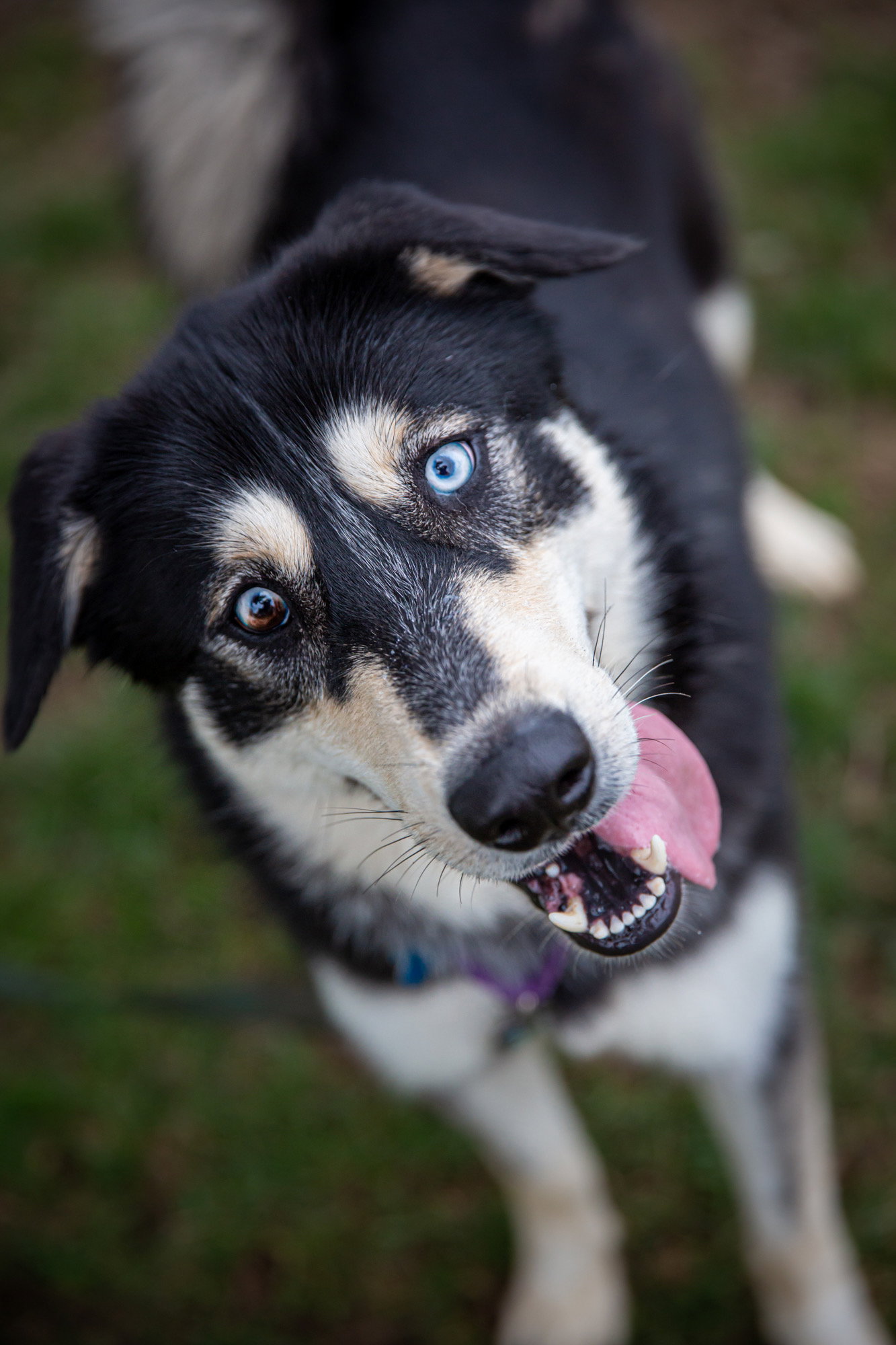 dog-image