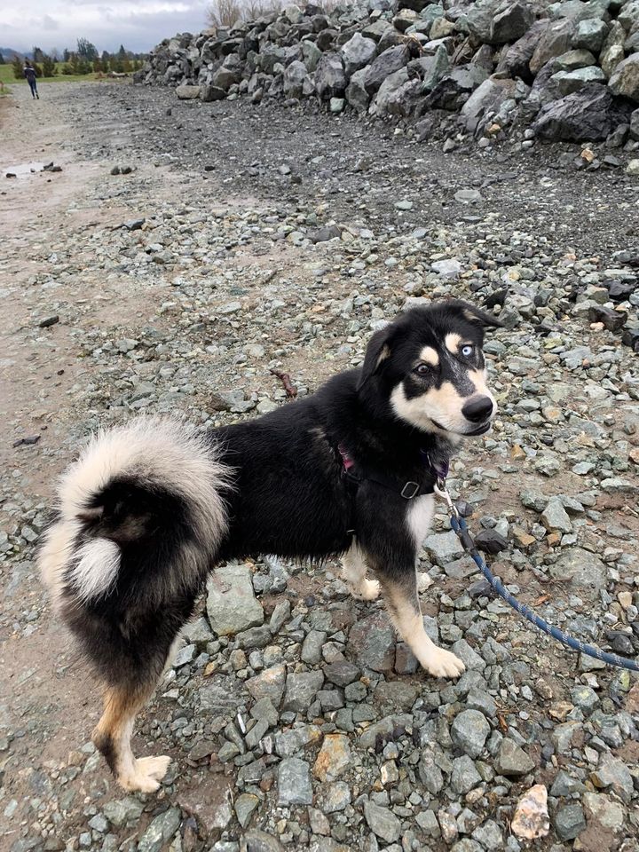 dog-image