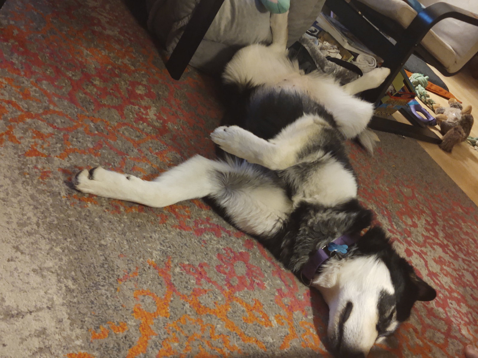 dog-image