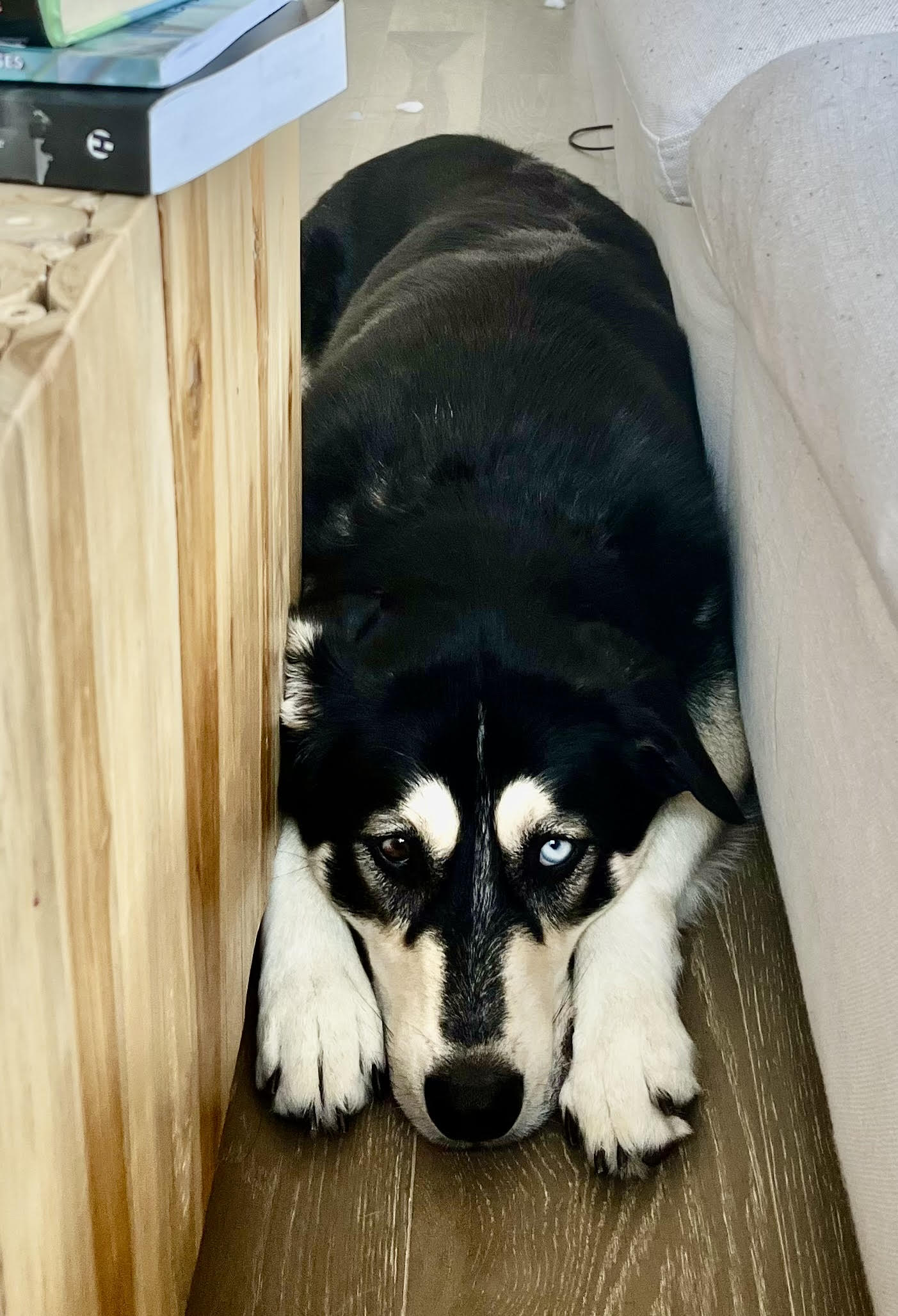dog-image