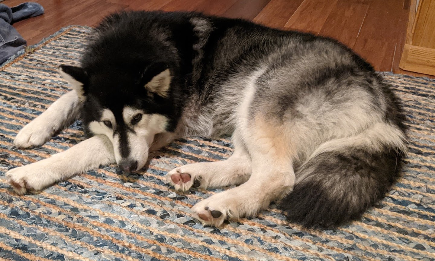 dog-image