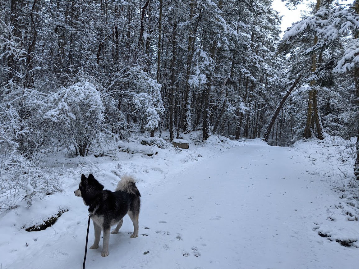 dog-image