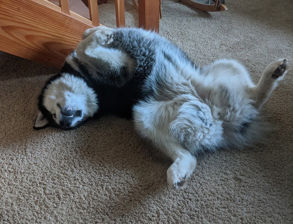 dog-image